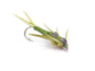 Double Deep Stone Olive